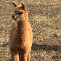 Alpaca per fattorie e agriturismi