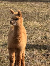 Alpaca per fattorie e agriturismi