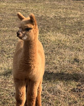 Alpaca per fattorie e agriturismi