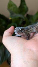 010 geco leopardino - Leopard gecko