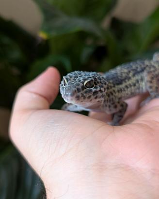 010 geco leopardino - Leopard gecko