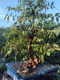 bonsai
