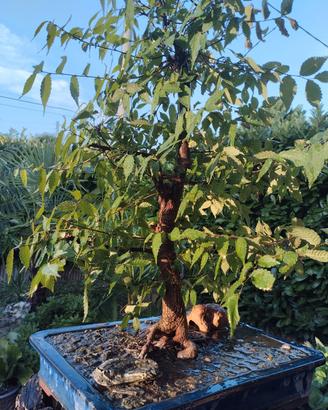 bonsai