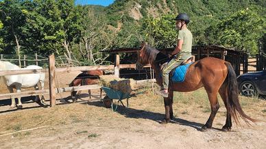 Cavallo tolfetano e puledri