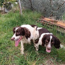 Cuccioli springer spaniel - tartufo