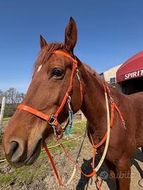 Finimenti cavallo