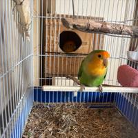 Pappagalli inseparabili