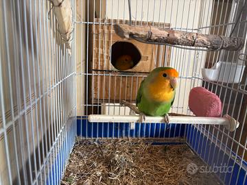 Pappagalli inseparabili