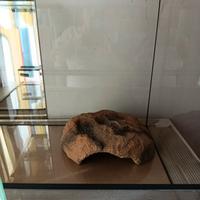 terrario per geco leopardiano e accessori