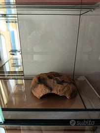 terrario per geco leopardiano e accessori