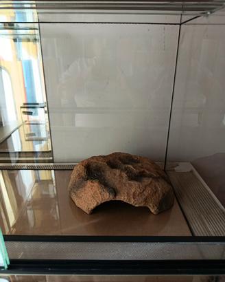 terrario per geco leopardiano e accessori