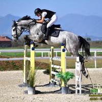 Cavallo da salto Zangersheide