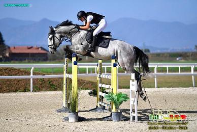 Cavallo da salto Zangersheide