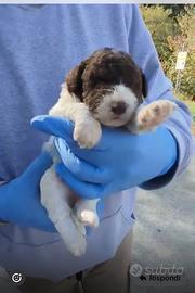 Cuccioli di Lagotto