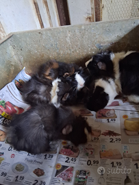 Cavie porcellini d'india