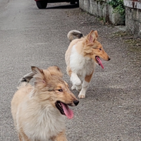 Collie (pastore scozzese)