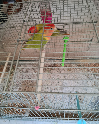 Pappagalli inseparabili