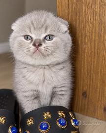 Scottish Fold