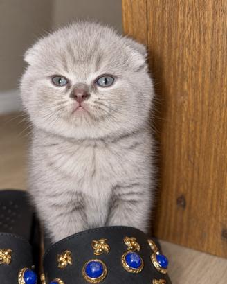 Scottish Fold