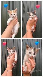 Magnifici gattini?