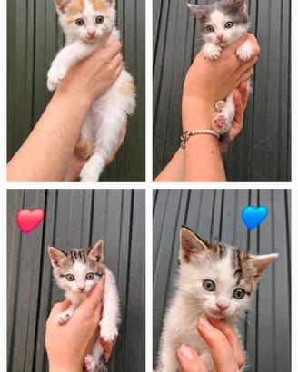 Magnifici gattini?