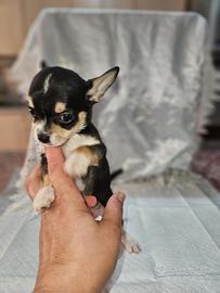 Chihuahua maschio mini toy 1