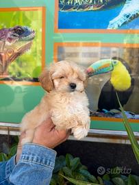 Cuccioli di maltipoo a campagne