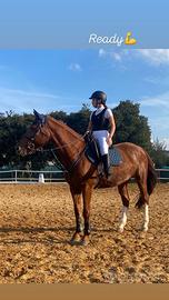 Cavalla da salto saura di 13 anni