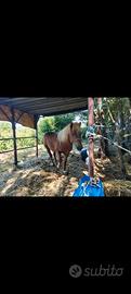Pony maschio