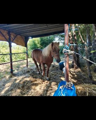 Pony maschio