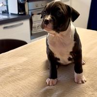 Cuccioli Amstaff