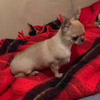 Chihuahua maschietto