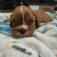 Cuccioli cavalier king pedigree enci