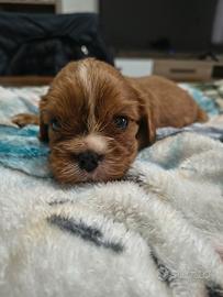 Cuccioli cavalier king pedigree enci