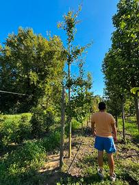 Ginkgo biloba