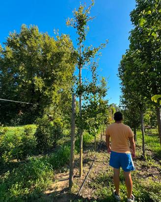 Ginkgo biloba