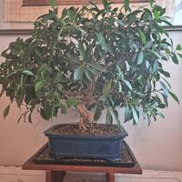 Ficus Retusa bonsai