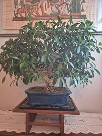 Ficus Retusa bonsai