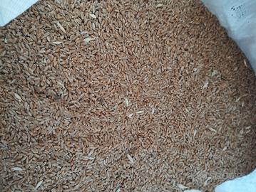 grano tenero biologico 
