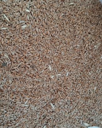 grano tenero biologico 