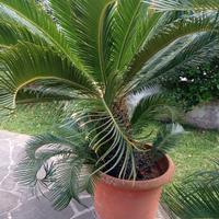 Cycas in vaso 