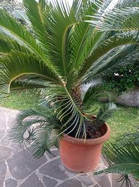 Cycas in vaso 