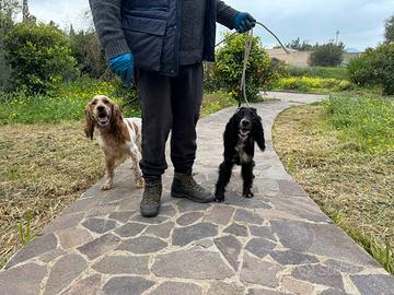 Cani incrocio cocker setter