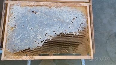 Telaini nido per apicoltura con miele e polline