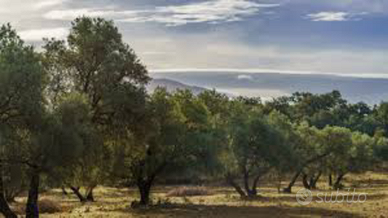 Terreno con rudere vicino al mare
