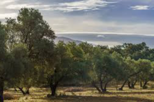 Terreno con rudere vicino al mare