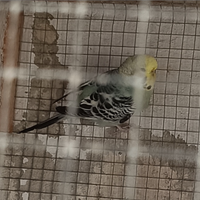 Cocorita