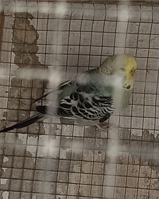 Cocorita