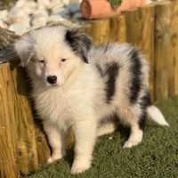 Pastore australiano con pedigree ENCI