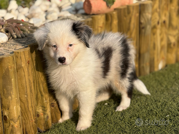 Pastore australiano con pedigree ENCI